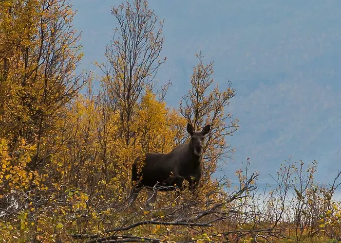 Lyngenfjord,odins Hus *