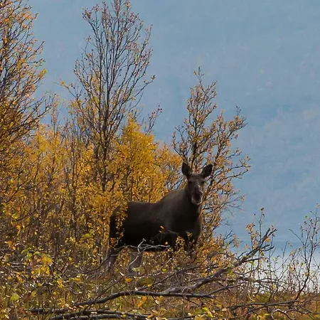 Lyngenfjord,odins Hus *